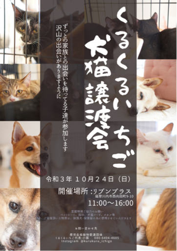 くるくるいちご犬猫譲渡会 くるくるいちご 川内のその他のイベント参加者募集 無料掲載の掲示板 ジモティー