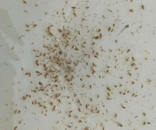 本日ミジンコ ゾウリムシ販売します Nmb 名古屋改良めだか直売所 Nagoya Medaka Base Nmb35 日比野のペットの無料広告 無料掲載の掲示板 ジモティー