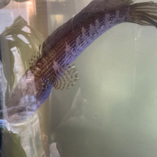 バイオレットスネークヘッド 約33cm