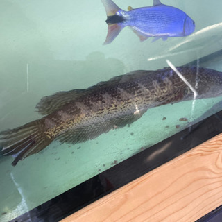 バイオレットスネークヘッド 約33cm