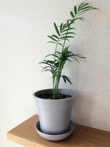 観葉植物　テーブルヤシ⑧　32cm　グレーカラーの3.5号の鉢と受け皿付き