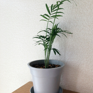 観葉植物　テーブルヤシ⑧　32cm　グレーカラーの3.5号の鉢と...