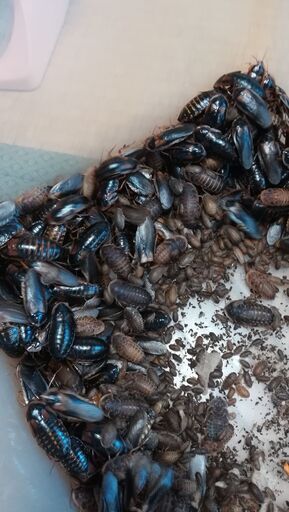 餌用ゴキブリ デュビア ｓサイズ ｍサイズ10匹単位で100円から デュビアファーム安城 安城のその他の中古あげます 譲ります ジモティーで不用品の処分