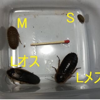 餌用ゴキブリ デュビア ｓサイズ ｍサイズ10匹単位で100円から デュビアファーム安城 安城のその他の中古あげます 譲ります ジモティーで不用品の処分