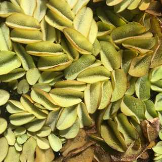 オオサンショウモメダカ用　水草