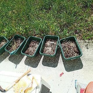 【決まりました】植木鉢５つ（有機土が中に入っています）