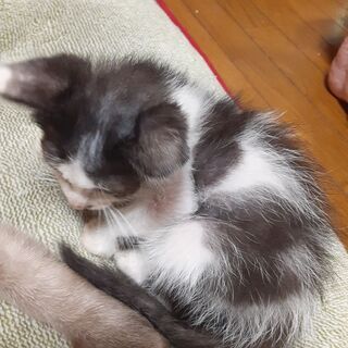 生後2か月過ぎの可愛い白黒子猫オスです少し小さめです
