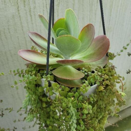 植物 可愛い 多肉植物 垂れる ねね 浦添前田のその他の中古あげます 譲ります ジモティーで不用品の処分