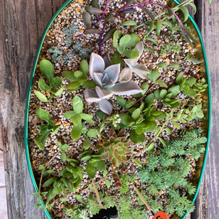 岡山県の中古多肉植物が無料 格安で買える ジモティー