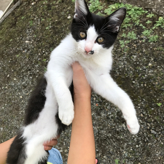 母猫とはぐれた子猫を保護しています。(仮名ちくわくん) − 神奈川県