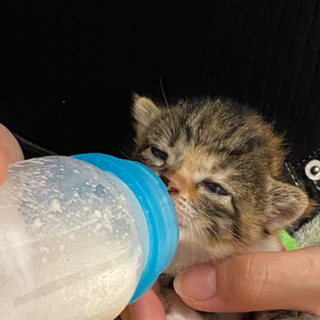 子猫　ミケ　決まりました