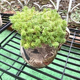 セダムの植木鉢 アンティークポット