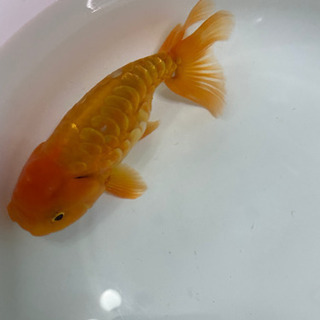 ドラゴンスケールらんちゅう