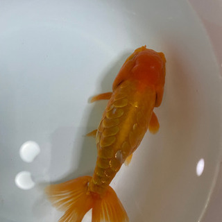ドラゴンスケールらんちゅう
