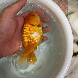 ドラゴンスケールらんちゅう