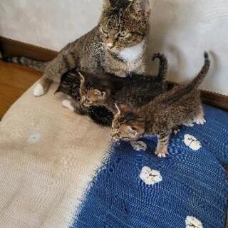 【子猫は決まりました】子猫３匹と母猫１匹の里親募集します