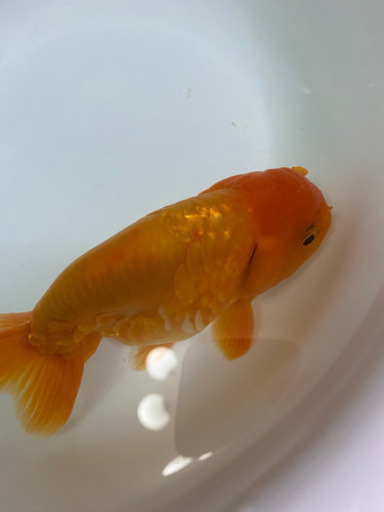 ドラゴンスケールらんちゅう 15センチ