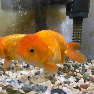 ドラゴンスケールらんちゅう 15センチ