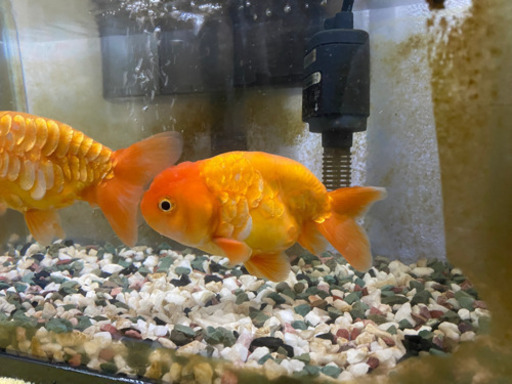 ドラゴンスケールらんちゅう 15センチ