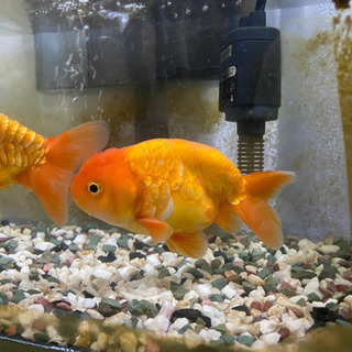 ドラゴンスケールらんちゅう 15センチ
