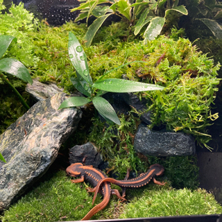 その他 ☆杜のメダカイモリ・カエル飼育にオススメ！コケリウム 