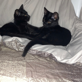 多頭飼育崩壊の黒猫の兄妹。 − 山口県