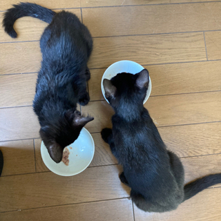 多頭飼育崩壊の黒猫の兄妹。