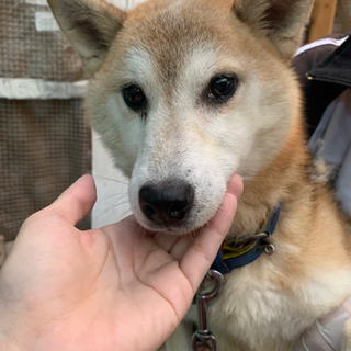 柴犬の女の子　アザミちゃん　８歳