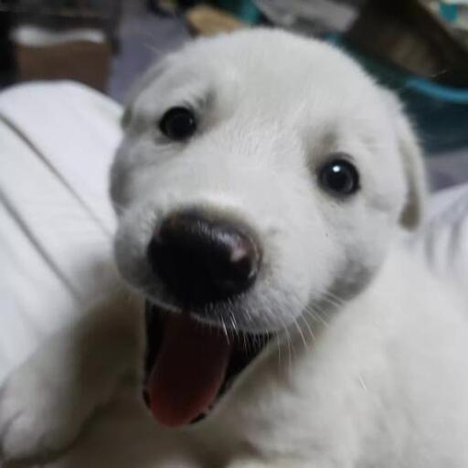 白い子犬 まゆさん 阿波川島の犬の里親募集 ジモティー