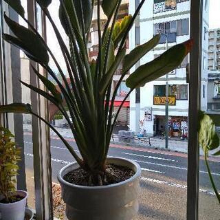 【ネット決済】観葉植物 ストレリチア