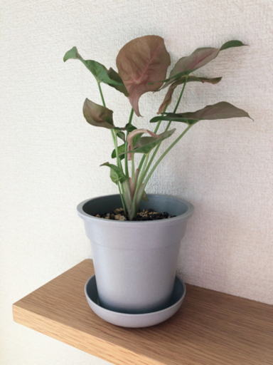 観葉植物シンゴニウム ピンクバタフライ 24cmグレーカラーの3 5号の鉢と受け皿付き Shun植物と暮らす 新宿の家庭用品 ガーデニング の中古あげます 譲ります ジモティーで不用品の処分