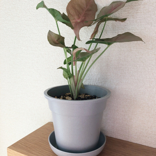 中古シンゴニウムが無料 格安で買える ジモティー