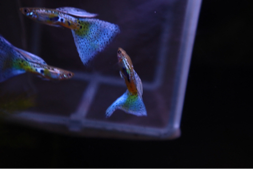 ブルーグラスグッピーメスのみ Hiro 千里山のその他の中古あげます 譲ります ジモティーで不用品の処分