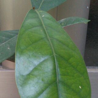 大葉赤鉄（Palaquium formosanum）１苗（実生苗...