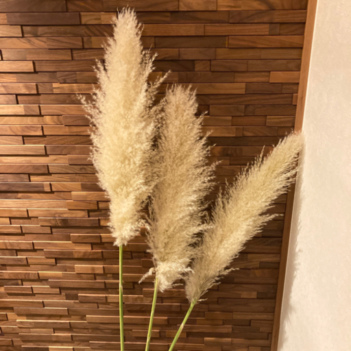 パンパスグラス