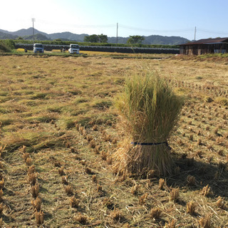 🉐生活応援🉐新米コシヒカリ白米10キロにしてお届け無料🚛３０００...