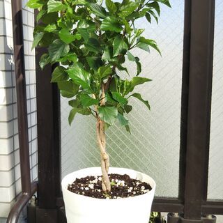 屋内ハイビスカス観葉植物冬咲き大株花インドアおうち時間 Nekotan 芦屋の家庭用品 ガーデニング の中古あげます 譲ります ジモティーで不用品の処分