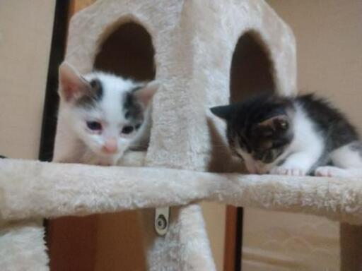 かわいい子猫の里親募集 現在白猫メス未確定 にゃんころ 会津若松の猫の里親募集 ジモティー かわいい子猫の里親募集 現在白猫メス未確定 にゃんころ 会津若松の猫の里親募集 ジモティー
