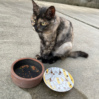 (里親募集)  サビ色　成猫　雌