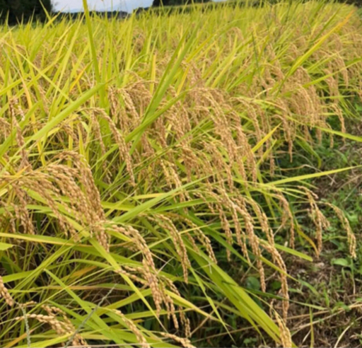 栃木県大田原市産令和3年新米コシヒカリ30kg