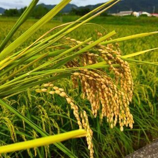 🍙令和5年度　新米　きぬむすめ 30kg🍚