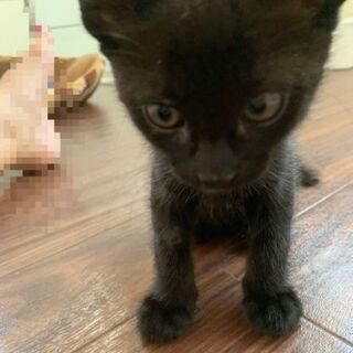 生後3ヶ月位　黒猫好きな方❗首の所とお腹が白いのもチャームポイン...