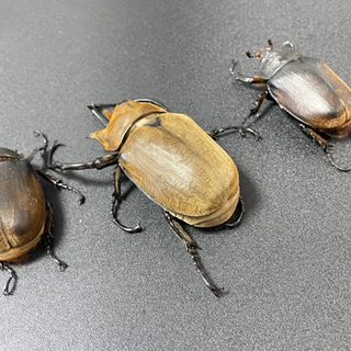 その他 ⑤【完売】エレファスゾウカブトムシ新成虫 ♂♀♀トリオ 今季 