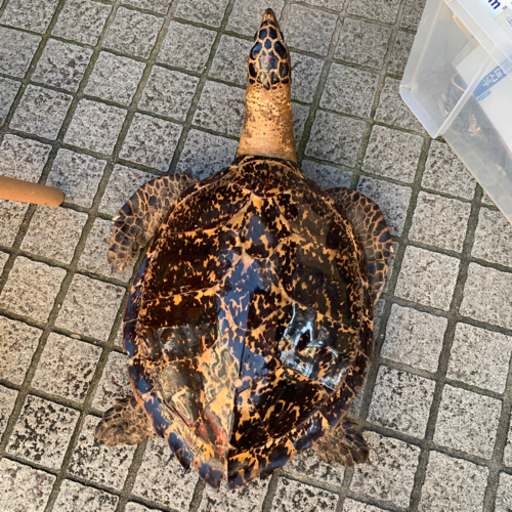 うみ　カメ　飾り