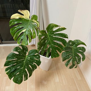 モンステラ デリシオーサ　斑入り