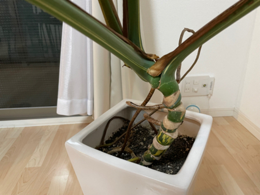 モンステラ デリシオーサ 斑入り | sushi-sam.de