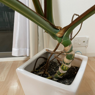 モンステラ デリシオーサ　斑入り