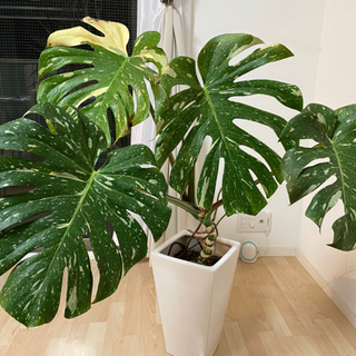 モンステラ デリシオーサ　斑入り