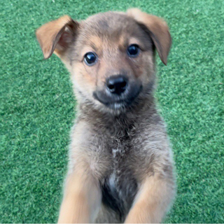 広島県の犬の里親募集 ジモティー