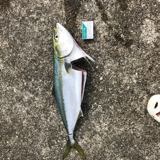 釣り仲間募集🎣